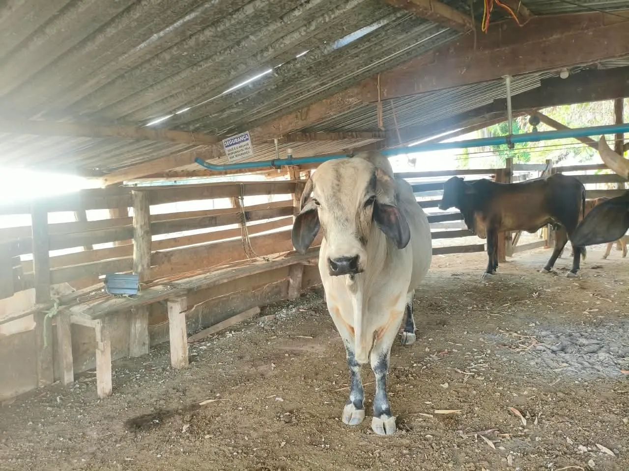 Vendo Novilhas e Vacas leiteiras  - Foto 3