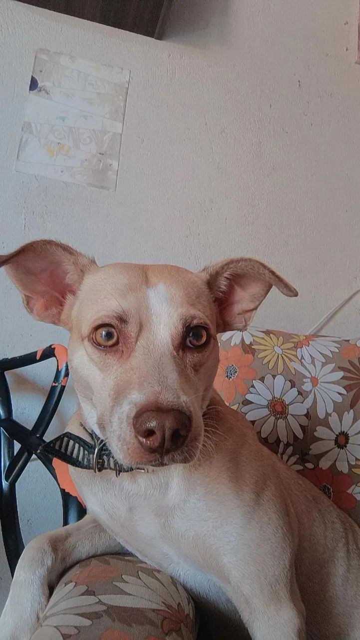 Cachorra  - Foto 5
