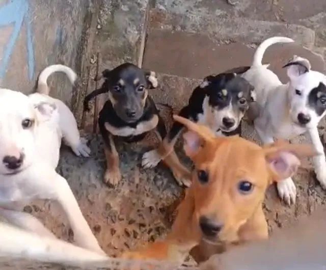 Filhotes de cachorro - Foto 4