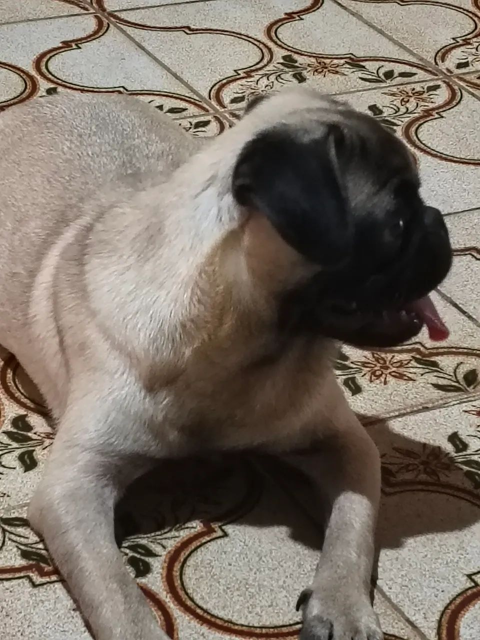 Pug macho com pedigree e todas as vacinas  - Foto 3