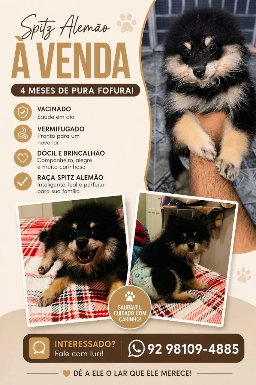 Vendo Spitz Alemão macho