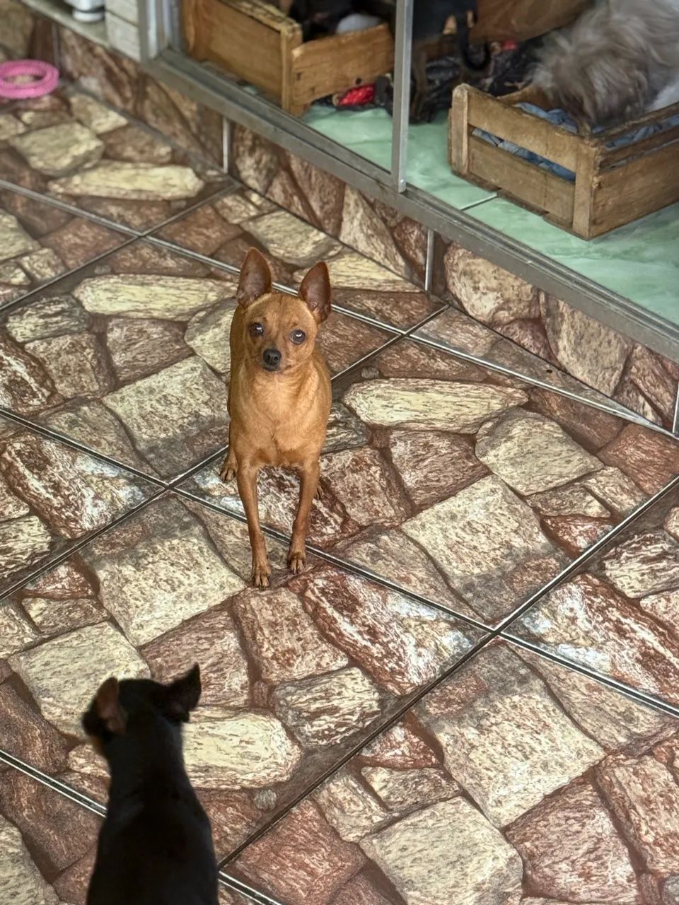 Casal de Pincher  - Foto 3