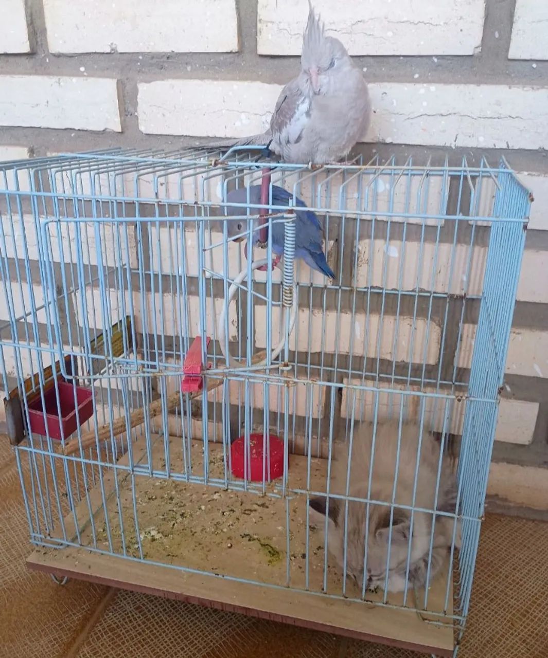 gaiola