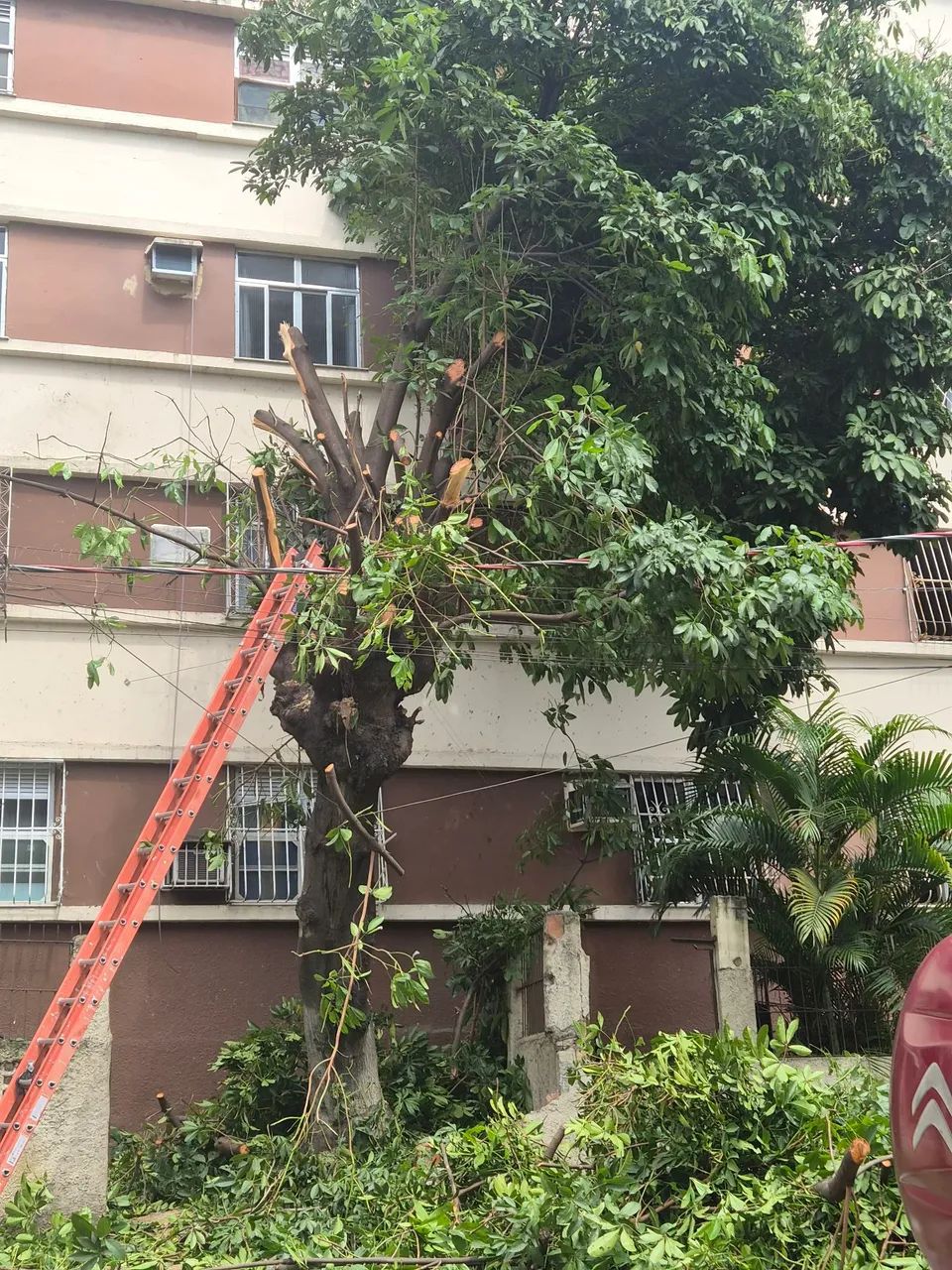 Corte / poda - Foto 4