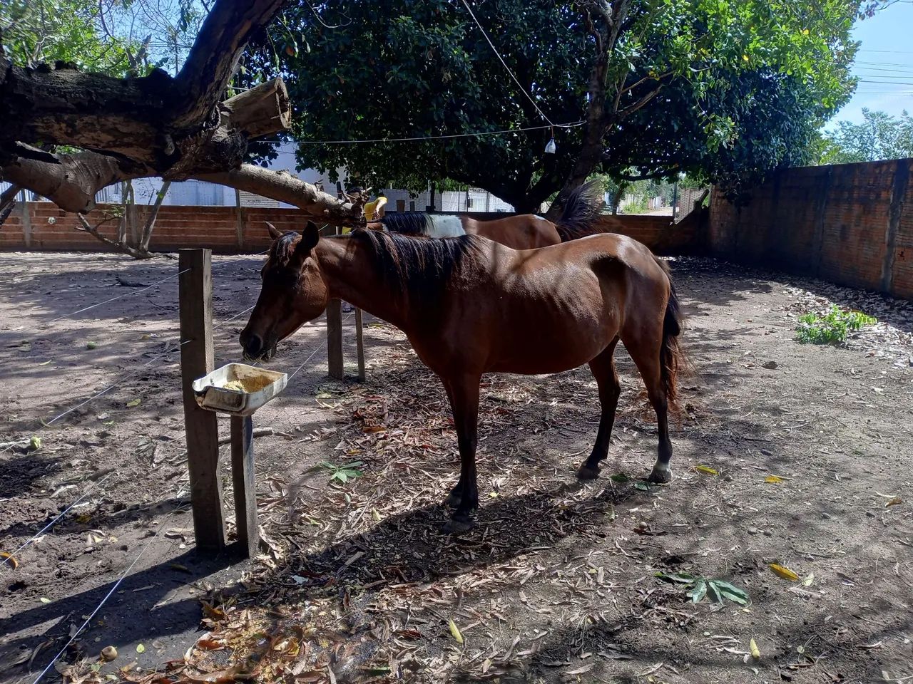 Égua Domada  - Foto 3