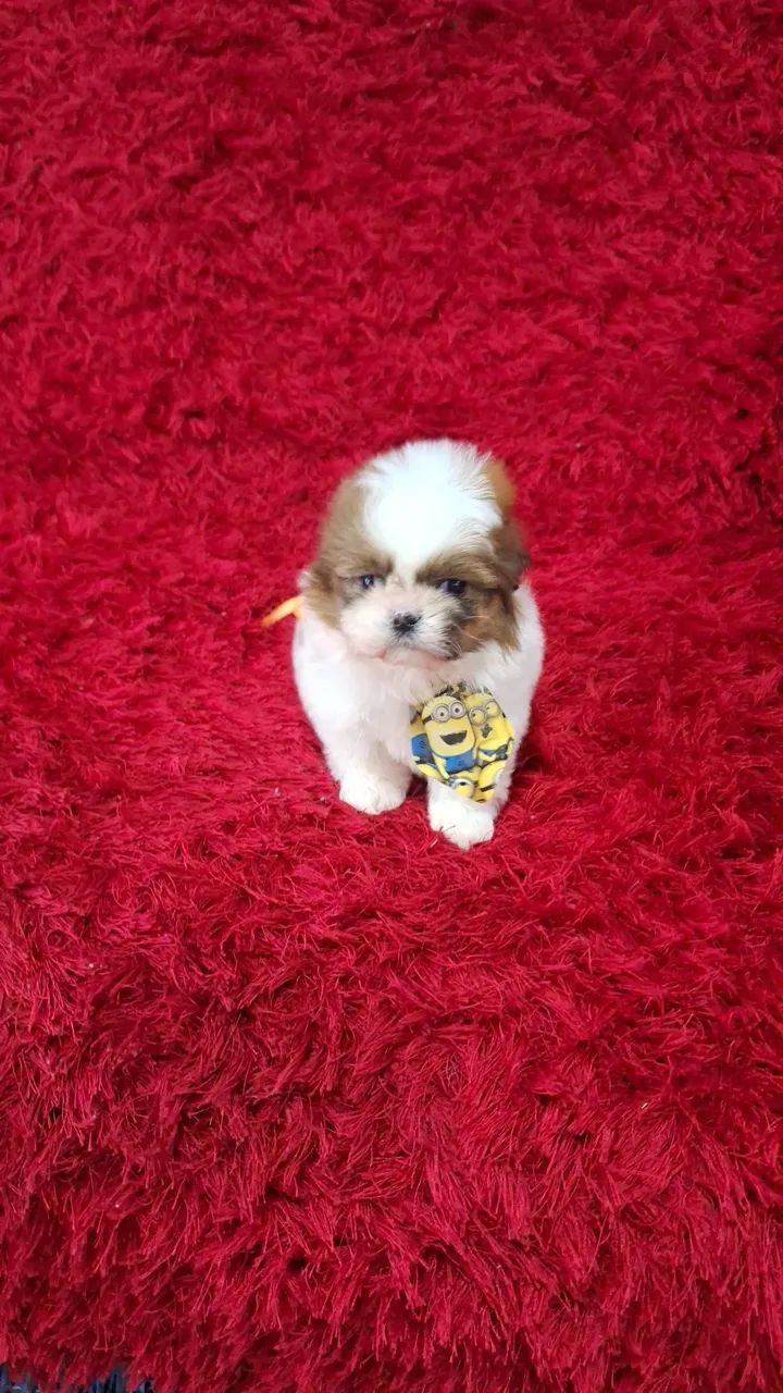 Bebês de shih tzu mini