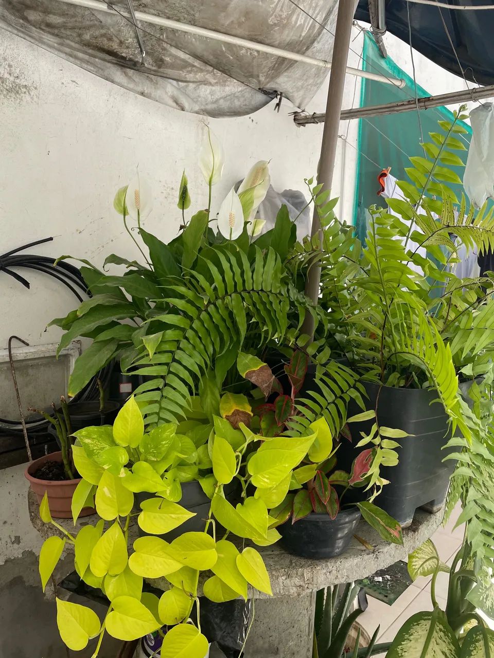 Vendo várias plantas  - Foto 3