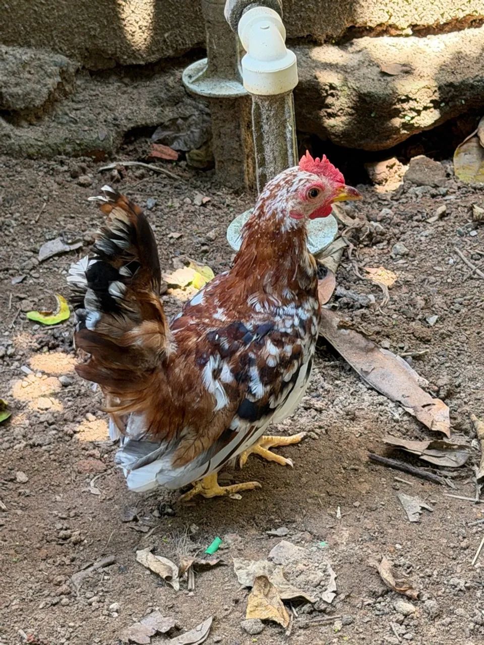 Galinha granize e Nagasaki 