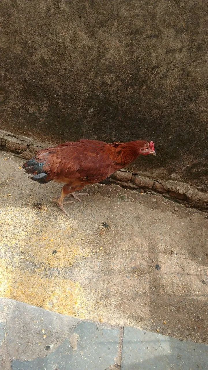 Franga Gsb 
