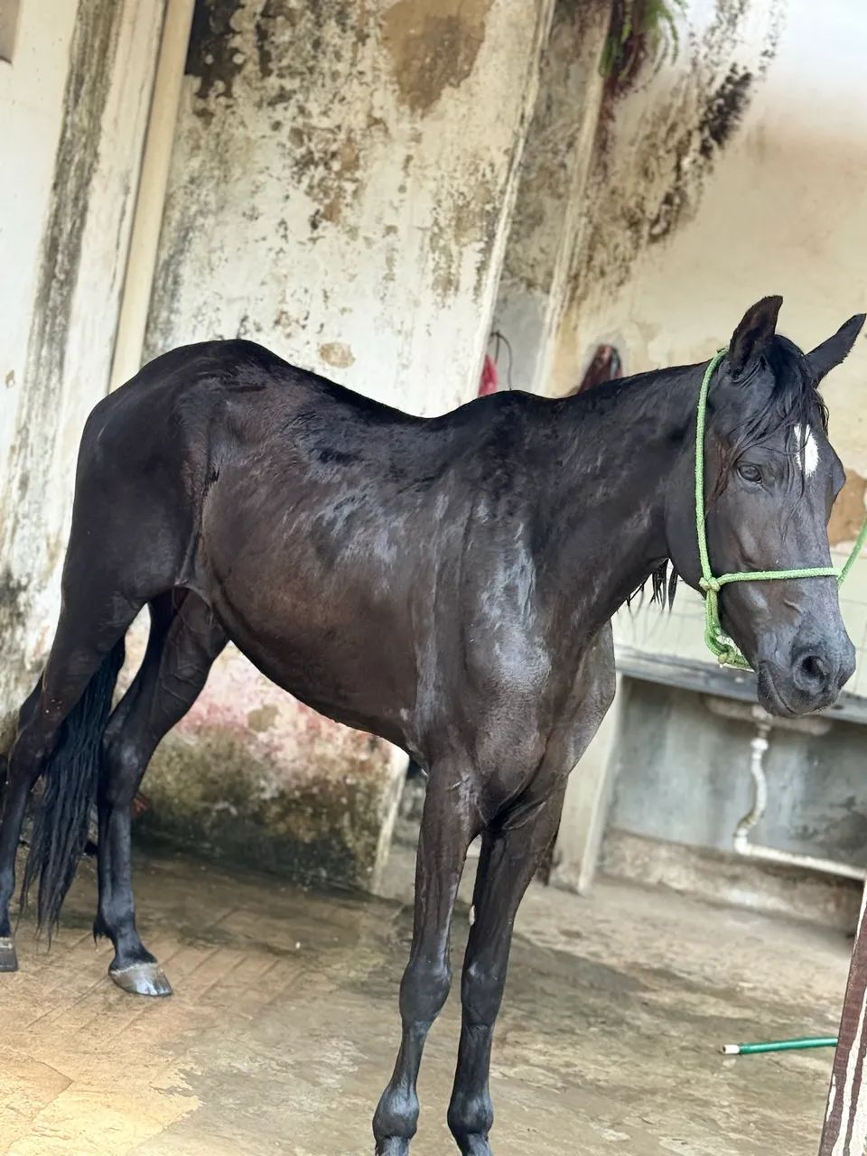 Cavalo mangalarga  - Foto 4
