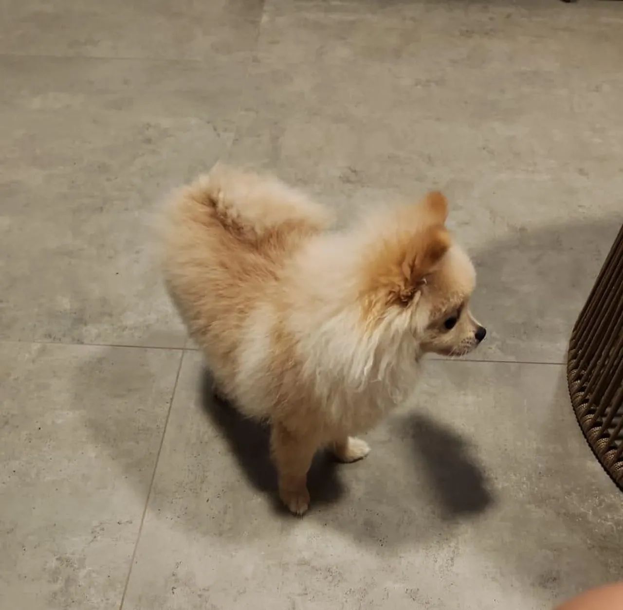 Spitz alemão macho 