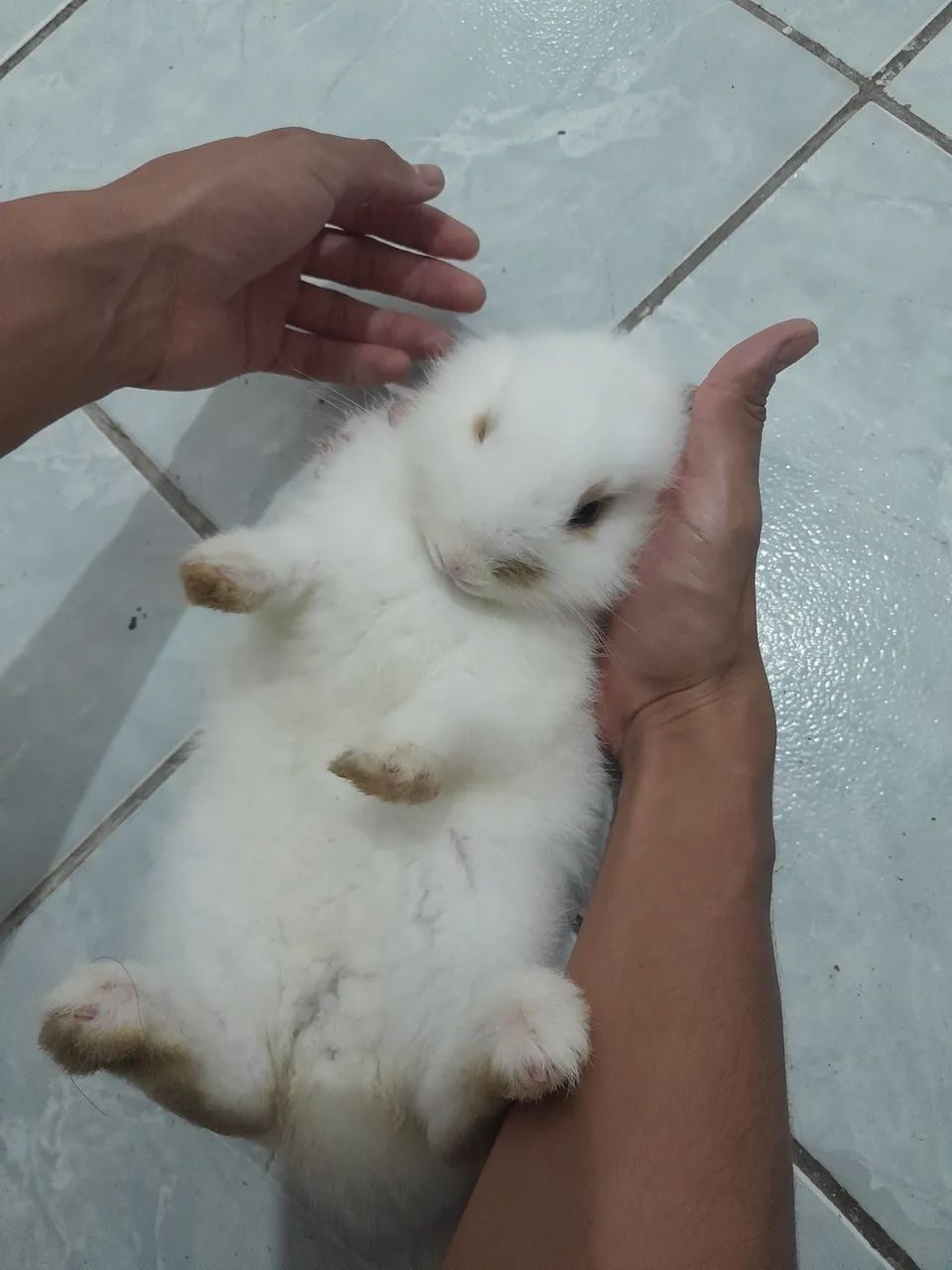 2 coelhos dóceis,doação  - Foto 3