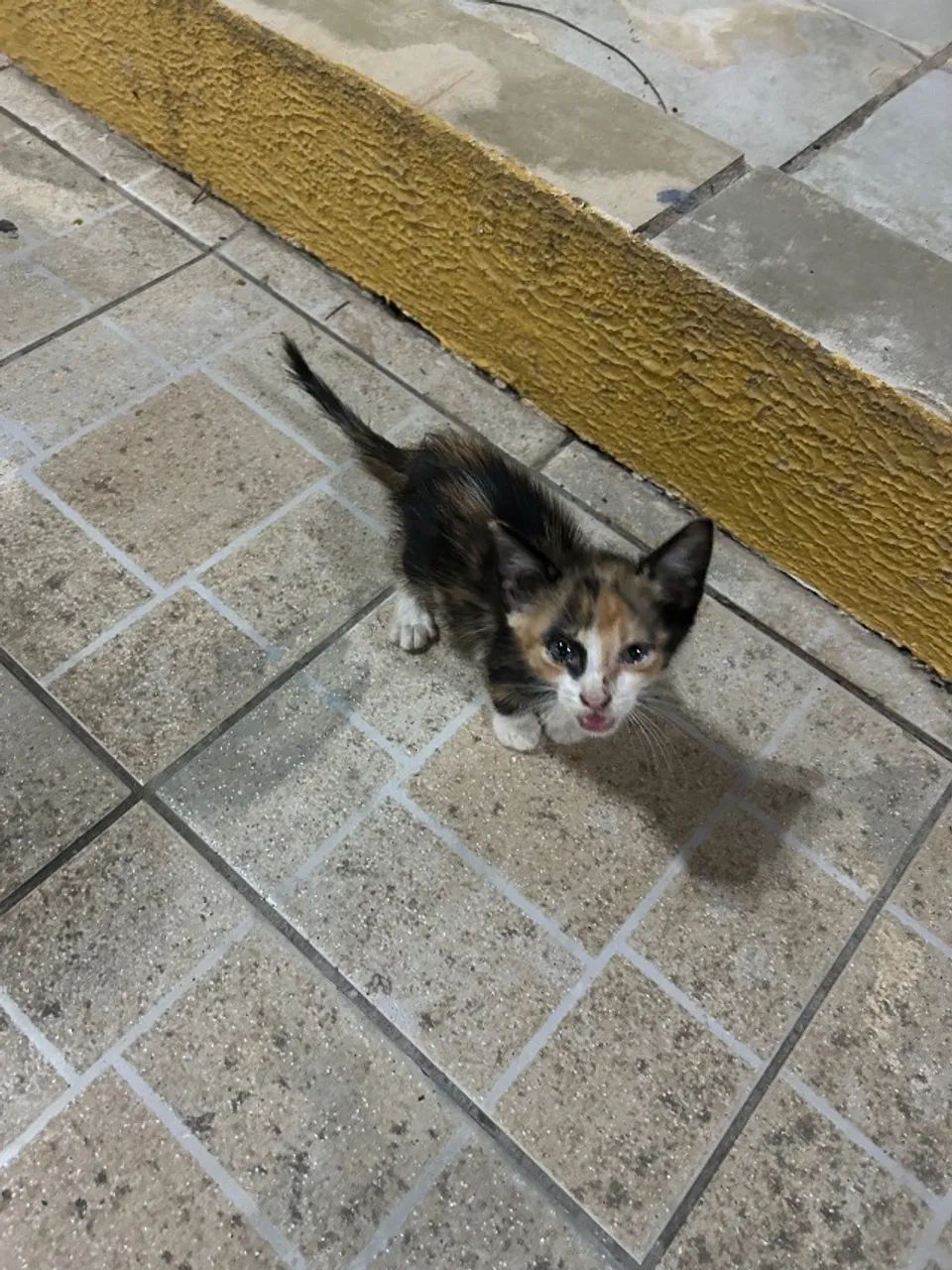 Gato - Foto 4