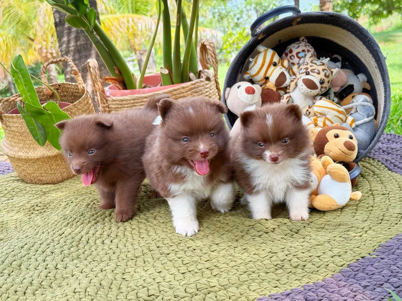 Pomsky com pedigree - Foto 2