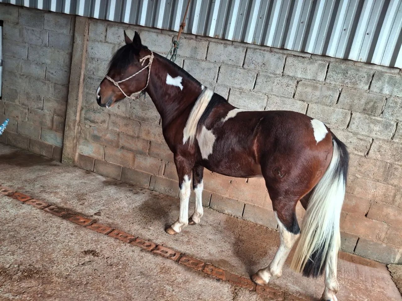 CAVALO CRIOULO REGISTRADO - Foto 2