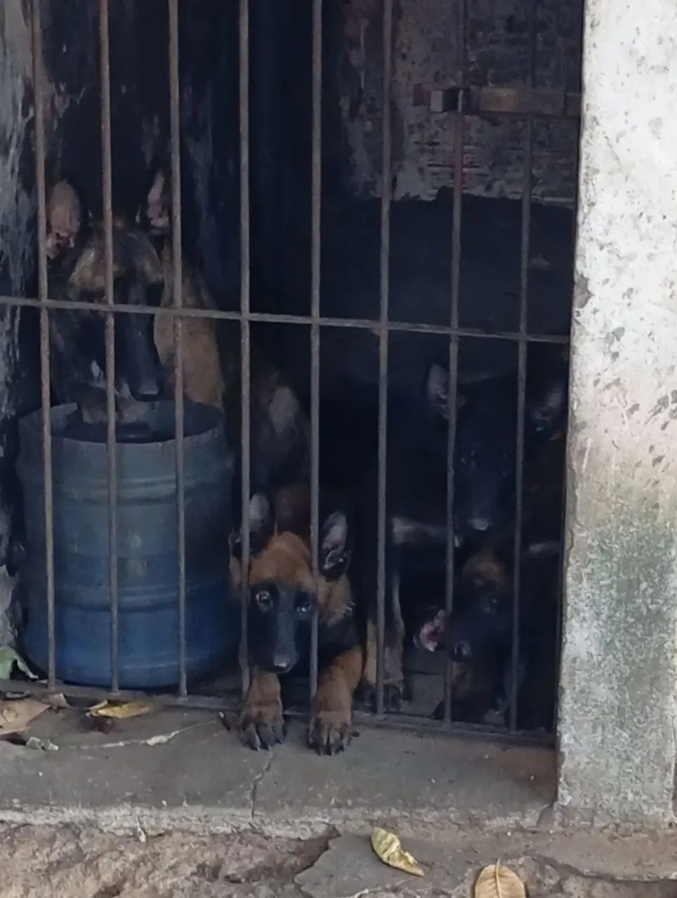 Pastor belga malinois 