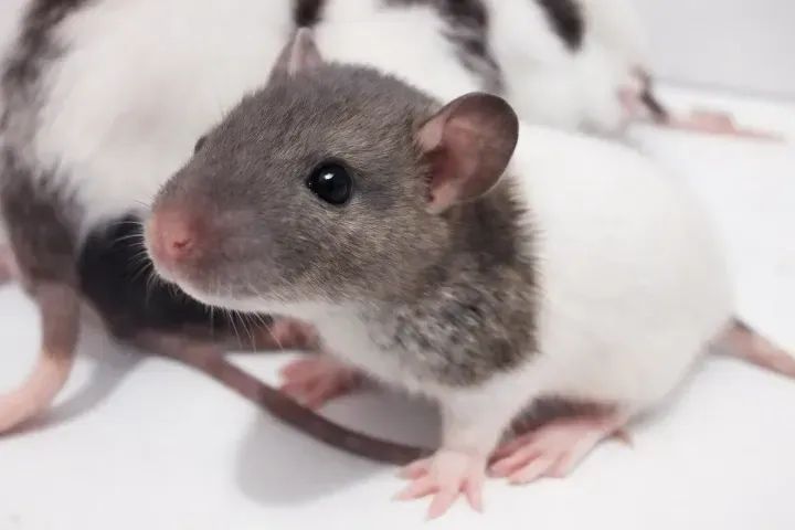 Filhotes de Rato Twister- Dócil + Brinde (Leia)