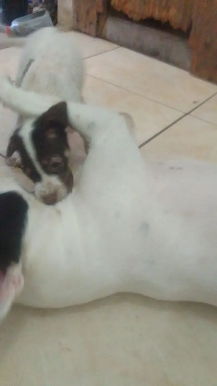Adoção responsável  - Foto 2