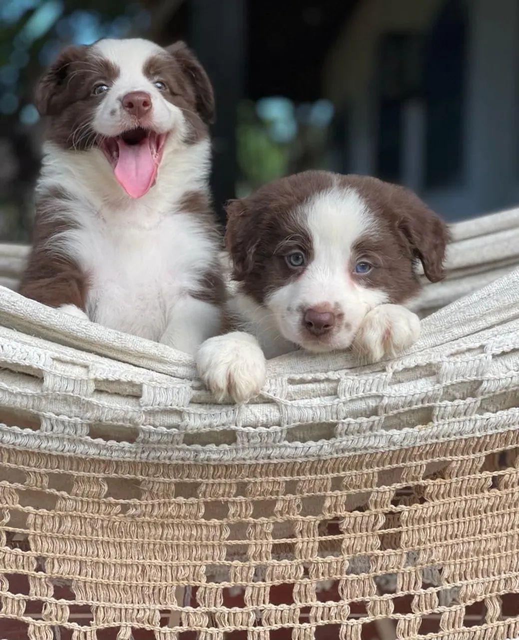 BORDER collie para Bahia  - Foto 4