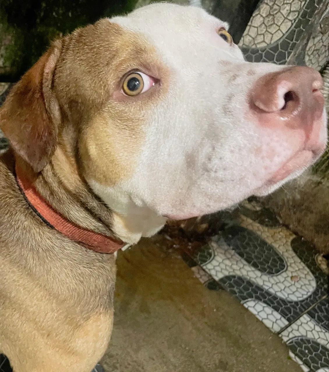 Doação de pitbull 
