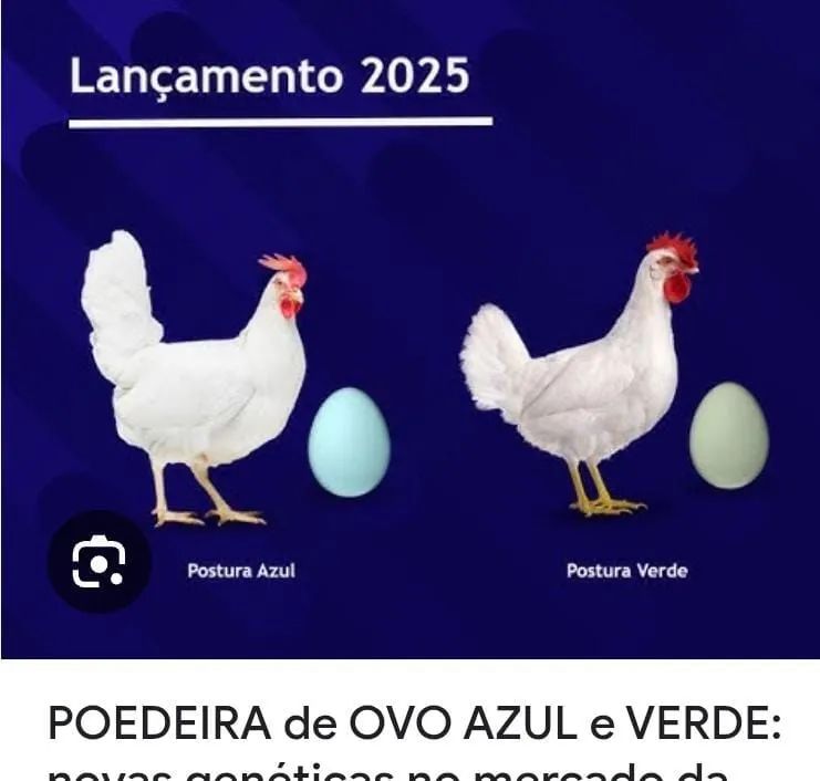 Poedeiras - Foto 2