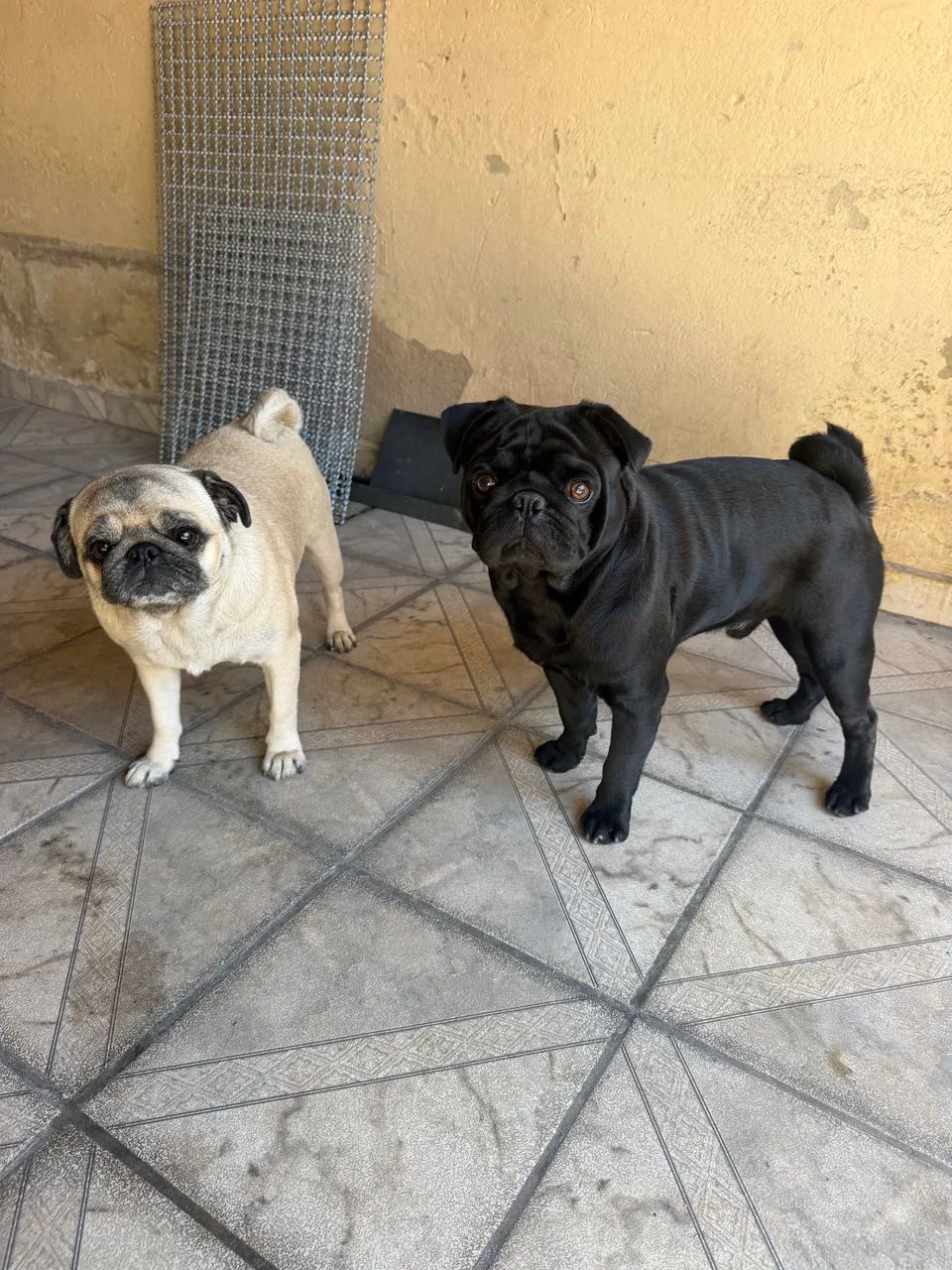 Filhote de Pug  - Foto 4