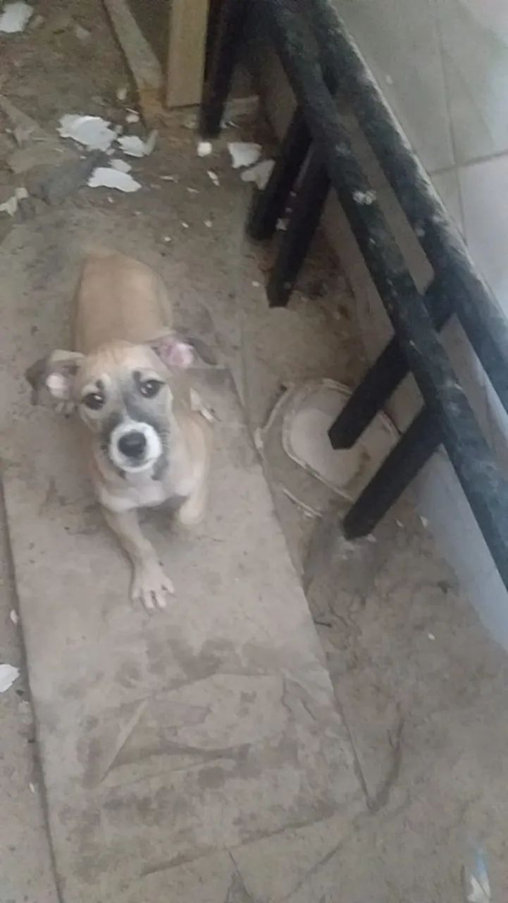 doação de animais  - Foto 2