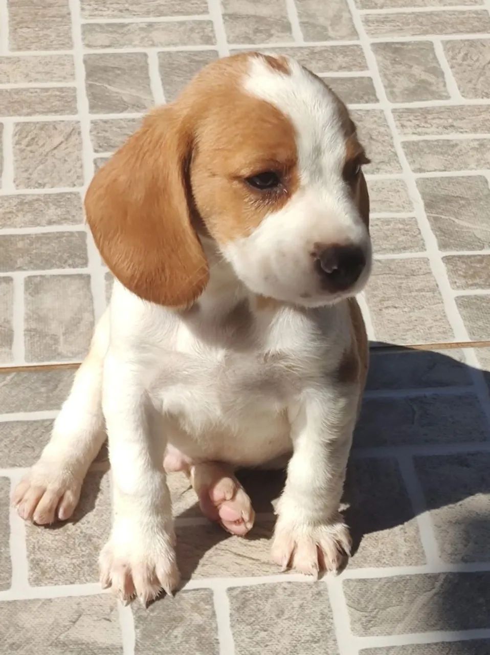 Beagles bicolor machinho  - Foto 3