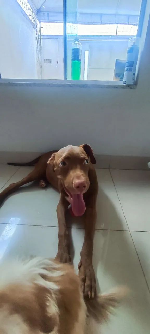 Pit bull doa- se 4 meses - Foto 2