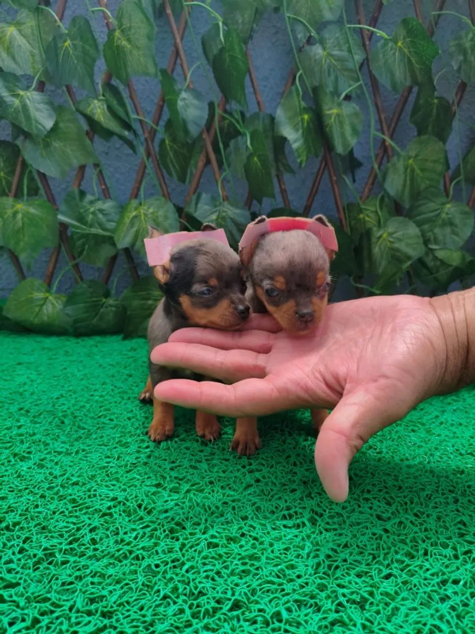Pinscher macho e fêmea pequenos e muito carinhosos - Chame no WhatsApp