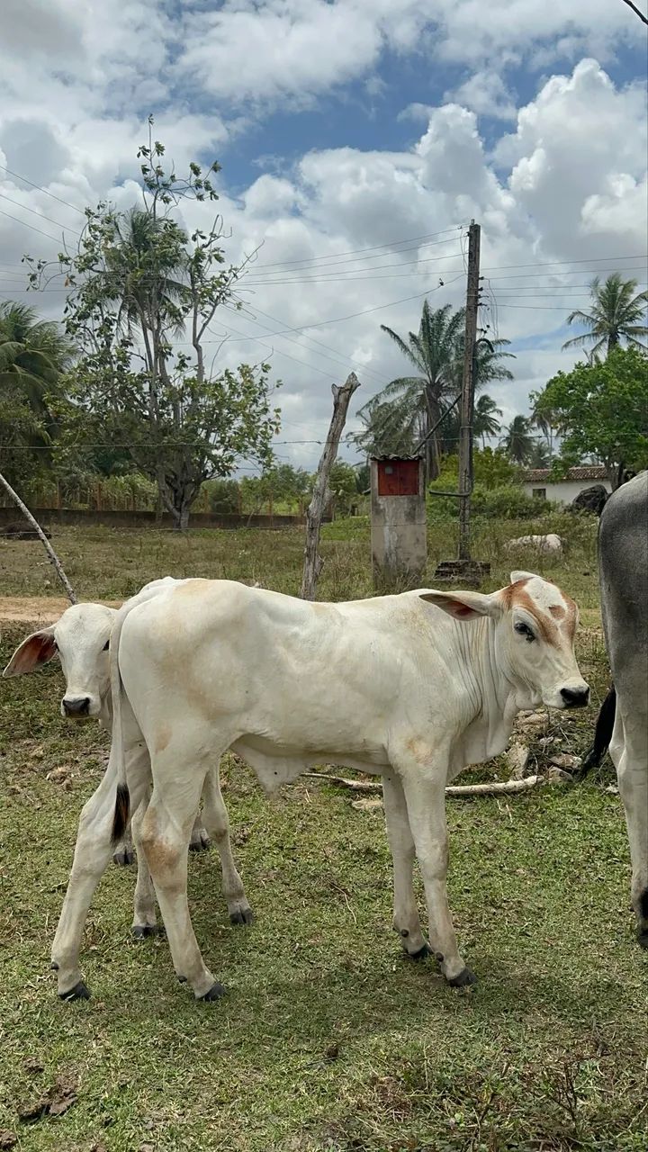 Vaca mestiça Nelore com bezerro 