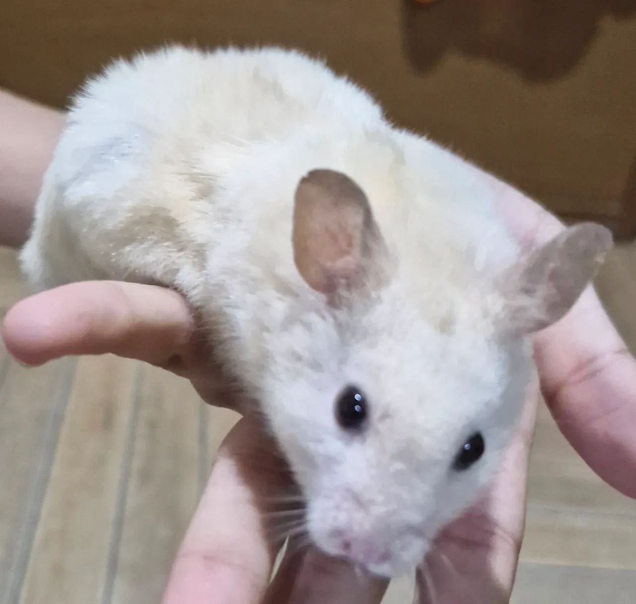 Filhote de hamster  - Foto 2
