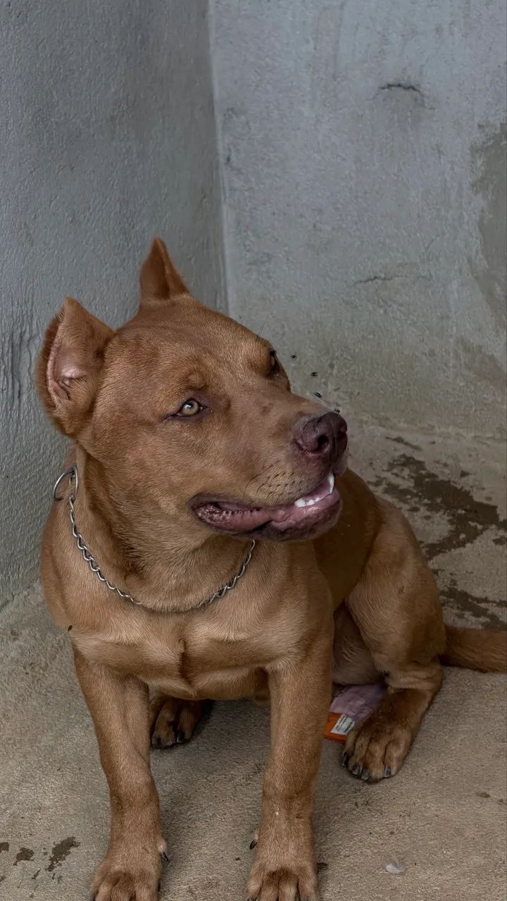 ? DOAÇÃO RESPONSÁVEL ? ZEUS E THOR ? - Foto 2