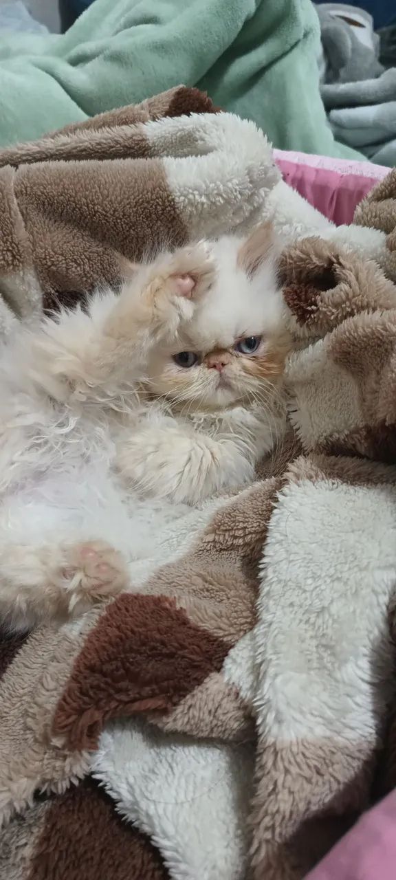 Vendo 