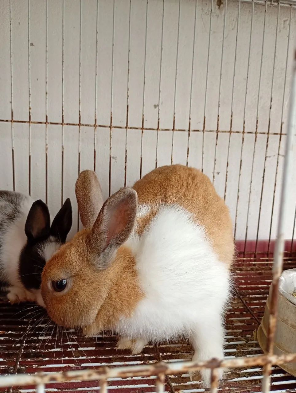 Vendendo 1 filhotes 1 mãe coelha  mini  Netherlands anão  - Foto 4