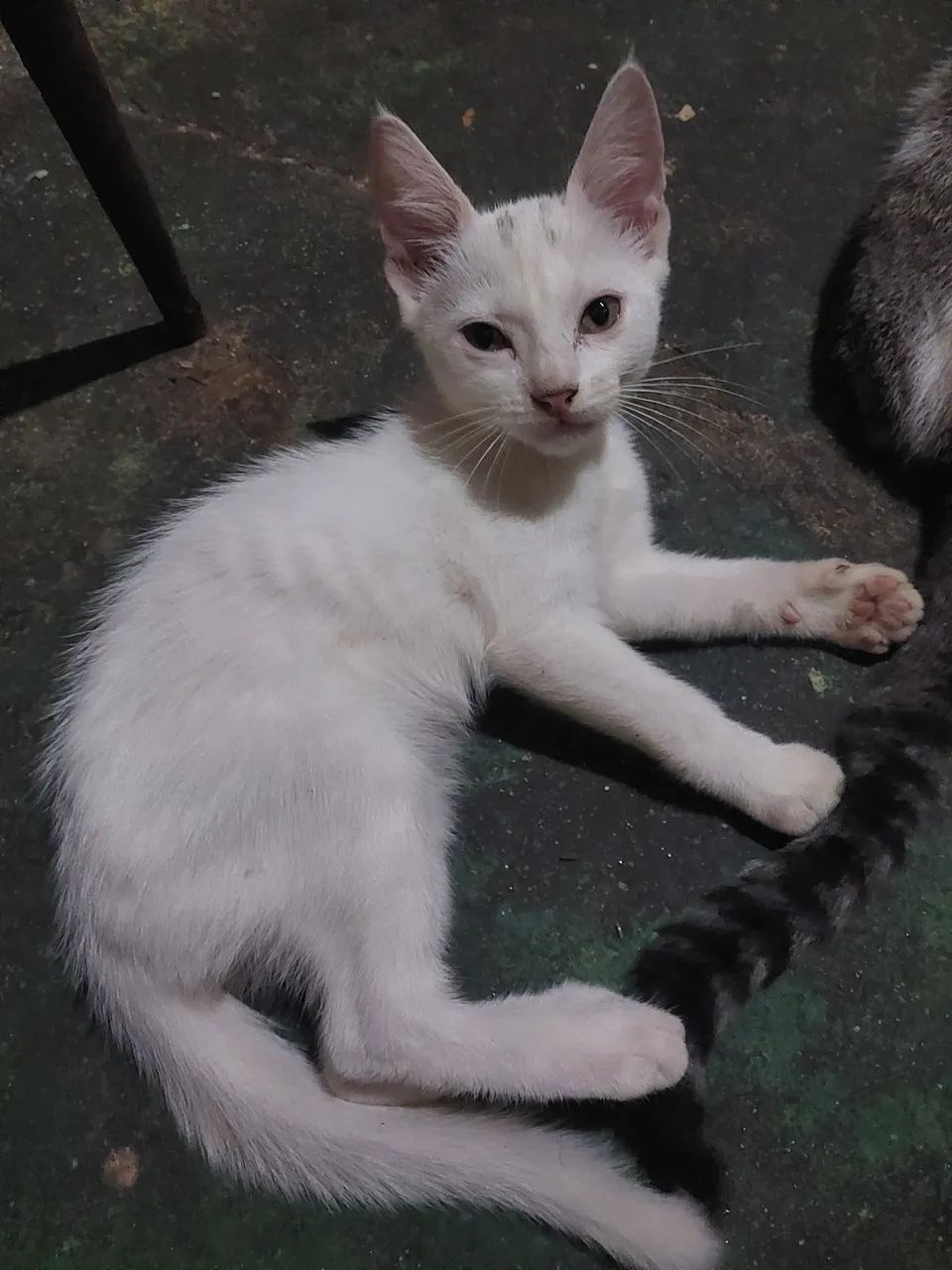 gatos para doação  grátis 