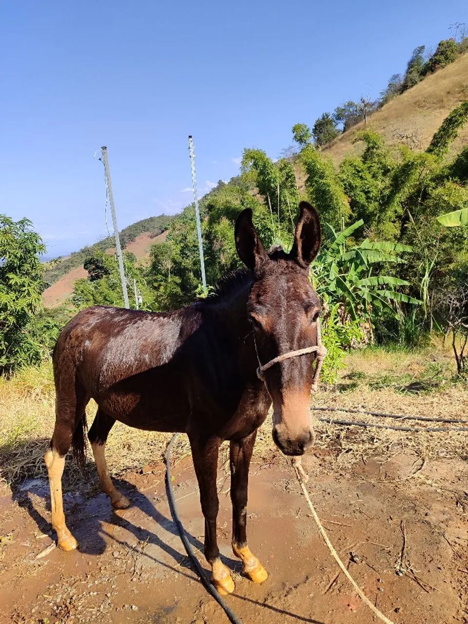 Mula de patrão  - Foto 2