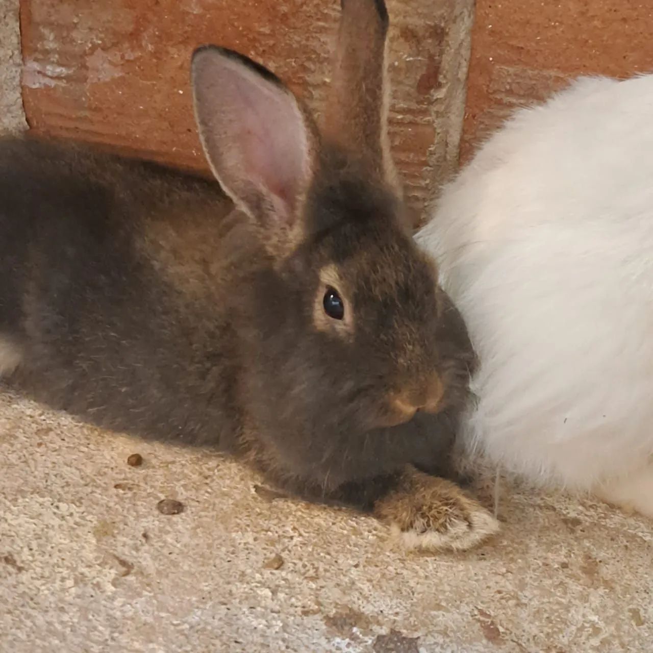 Vende -se Coelhos filhotes e adultos. - Foto 6