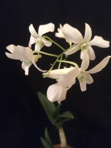 Orquídeas em floração - Foto 2