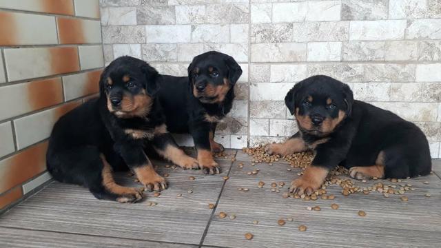 Rottweiler alto padrão - Foto 5
