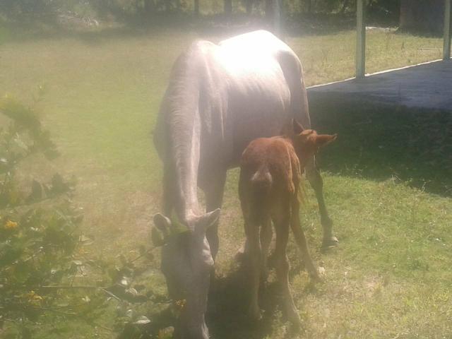Égua com 1mês de parida - Foto 5