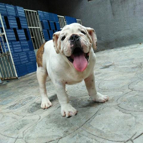 Buldog inglês - Foto 2
