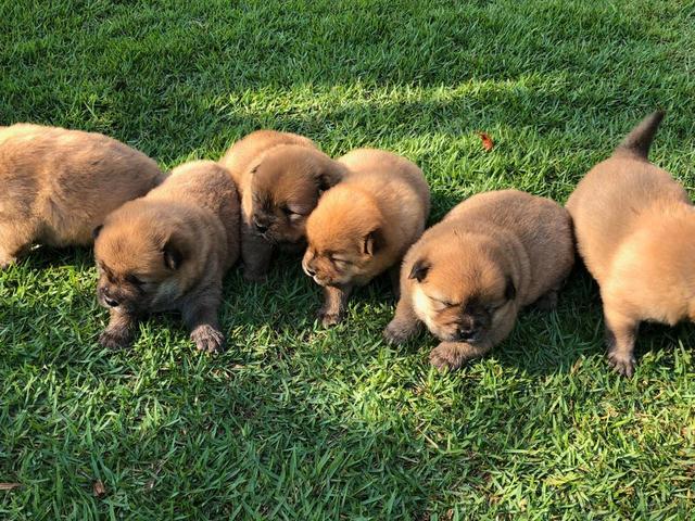 Chow chow - Foto 4
