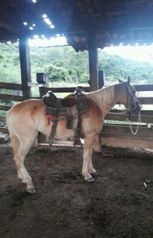 Cavalo meio sangue quarto de milha
