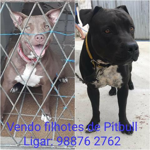 Filhote de Pitbull