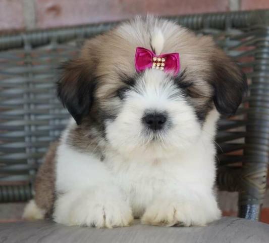 Lhasa Apso fêmea disponível! - Foto 5