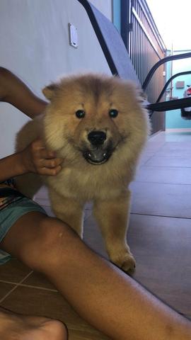 Filhotes de chow chow