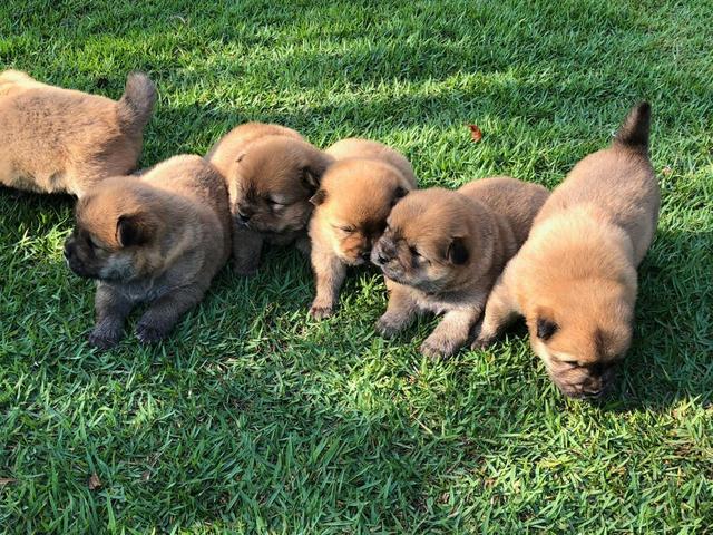 Chow chow - Foto 2