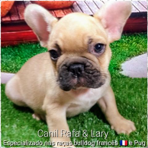 Bulldog francês - Foto 2