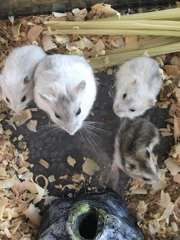 Hamster